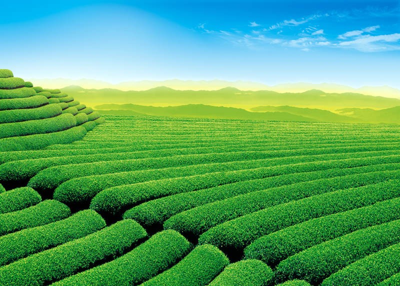 上海除虫公司哪个好（上海除虫公司哪家最好）